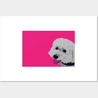 Finn the Bichon Frise Hot Pink Posters and Art